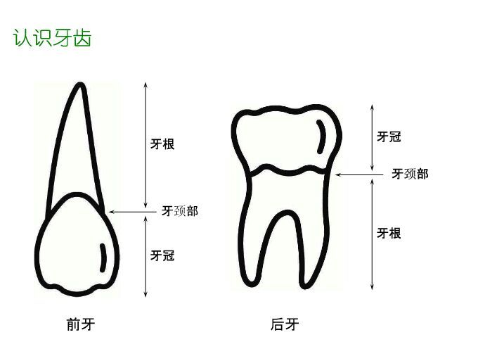 让我们一起了解一下我们的牙齿吧 