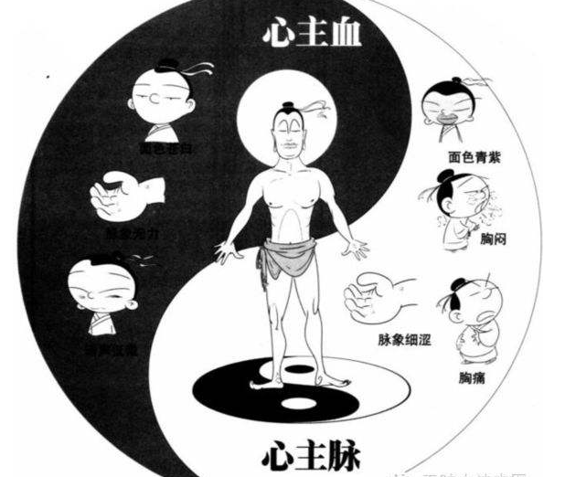 1主血脉:①"心主血脉,脉者血之府,诸血者,皆于心".