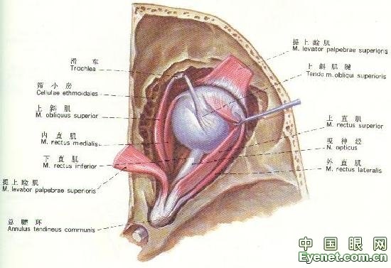眼結構圖(外眼,眼瞼,眼球,眼外肌,淚道解剖圖)