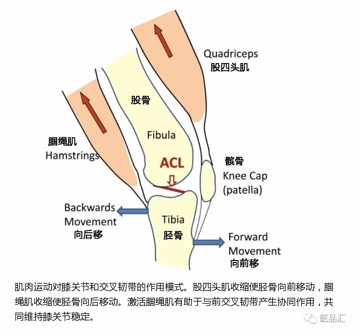 交叉韧带重建后避免松弛的预防方法