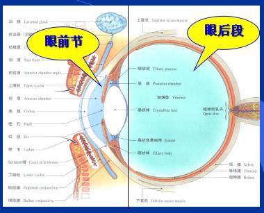 眼球剖面图生物书图片