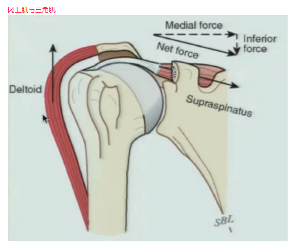 盂肱關節的關節囊均增加了肩關節的活動度,但對穩定性作用較少.