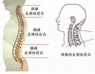 在兩個椎體之間,由軟骨板,纖維環,髓核組成,除了1,2頸椎,骶椎之間沒有