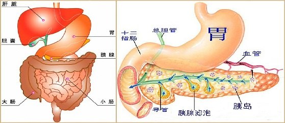 胰腺体肥大图片