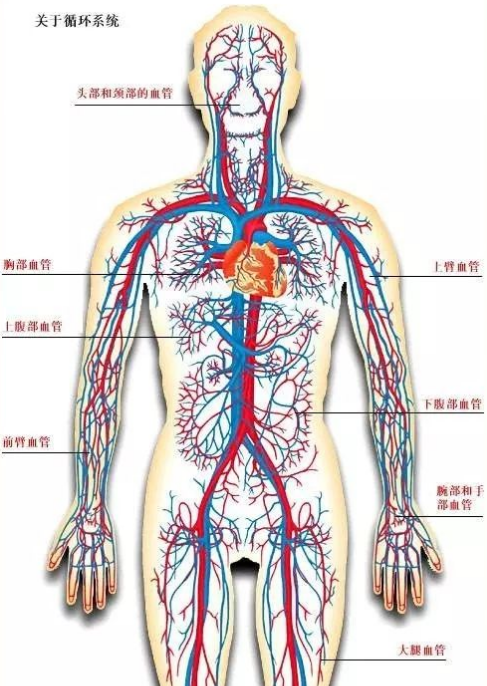 血液循環系統分佈圖肝臟多發腫瘤轉移多發骨轉移(4)淋巴轉移:現實中