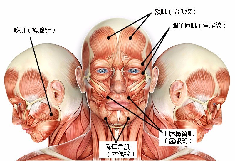 鼻翼扩张肌图片