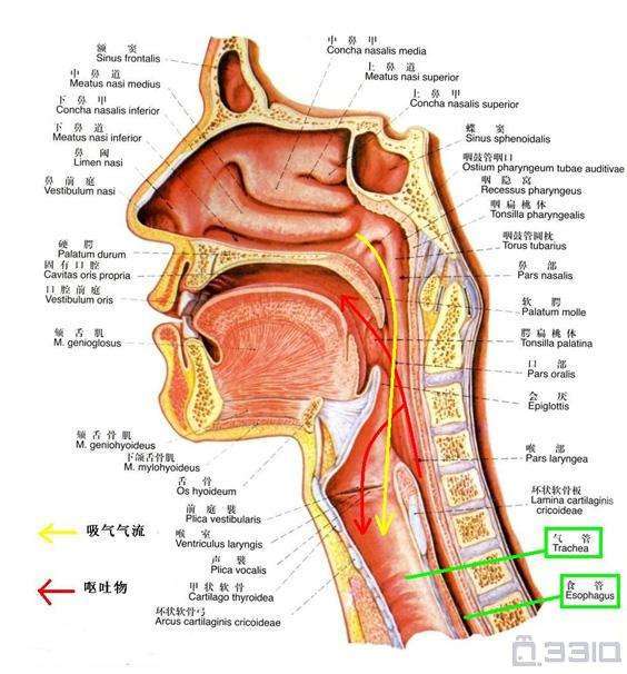 食管氣管.jpg