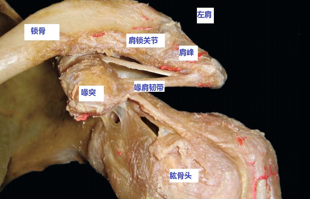 什么是肩锁关节?