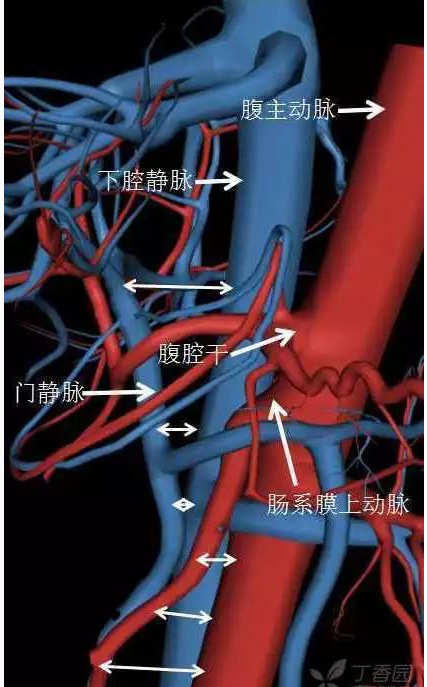 第二点:肠系膜上动脉从腹主动脉发出后距离腹主动脉的距离有一段是