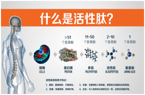 生物活性肽补给术