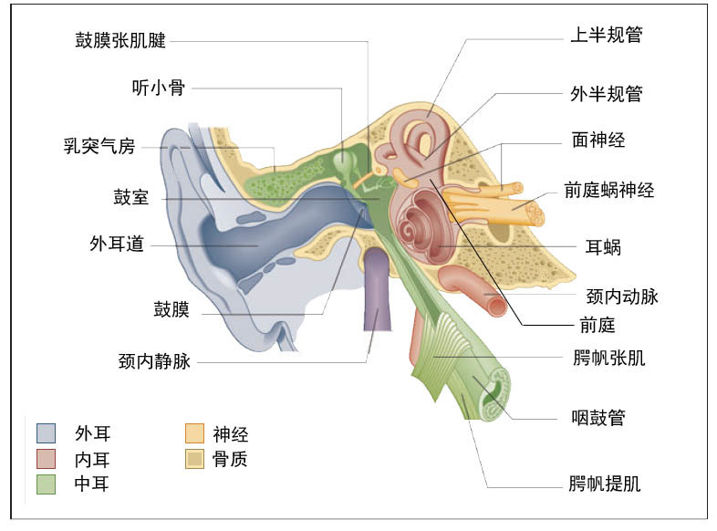 膜迷路解剖结构图图片