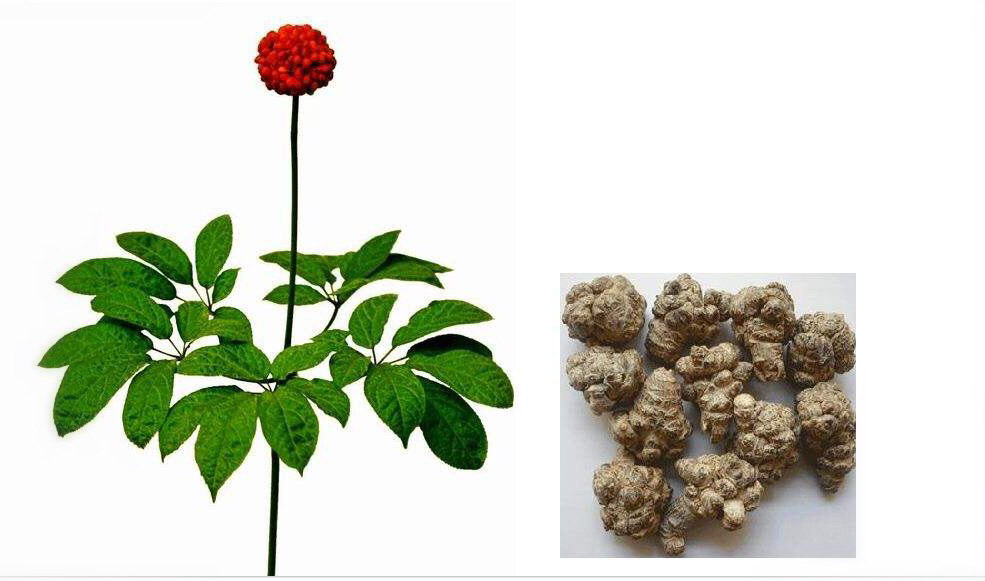 三七又名田七,金不换,为伞形目五加科植物,主要分布于云南,广西,江西