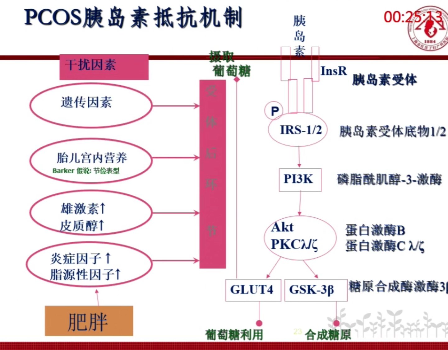 什么是"胰岛素抵抗?