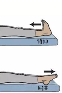 1,踝关节的背伸与屈曲(踝泵):踝关节自然放松,脚面绷紧,慢慢地将脚尖