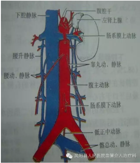 髂外静脉解剖图片