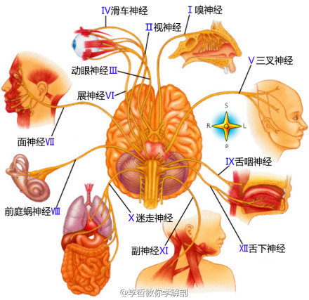 神经内科是看什么病的?