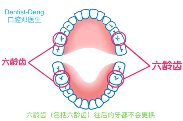 宝宝的牙齿有一些一辈子都不会换 你知道吗 龋齿 龋齿日常护理