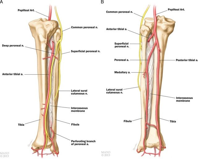 手术技巧:带血管蒂游离腓骨获取技术 - 好大夫在线