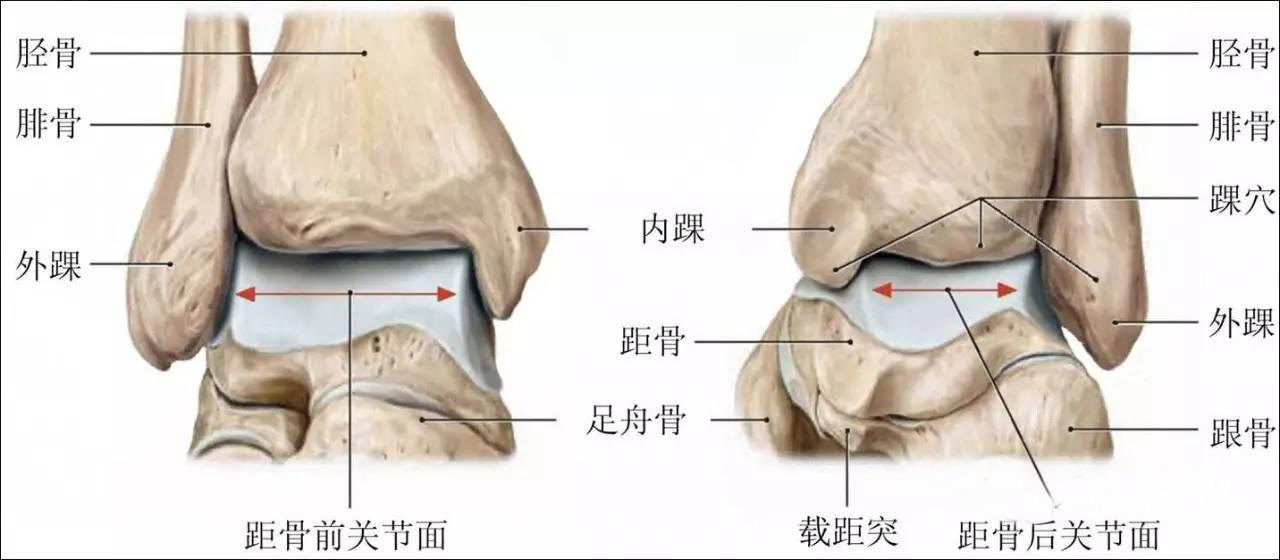 话题 一生总要经历那么几次的伤痛之 踝关节扭伤