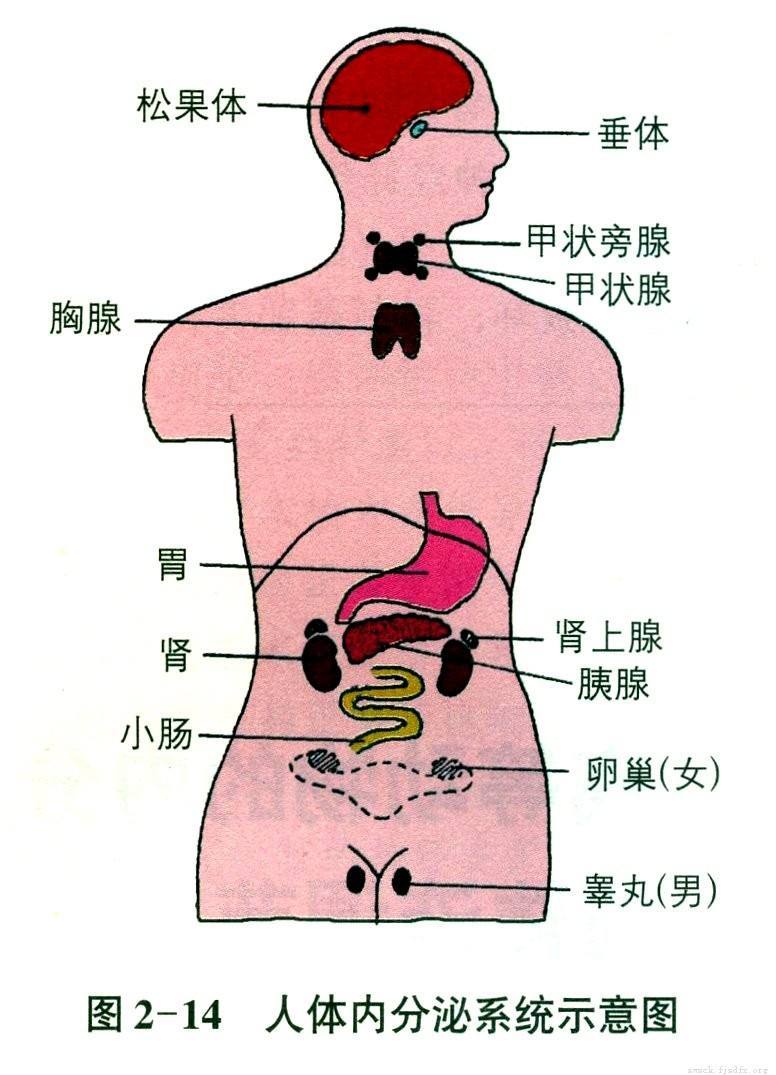 肾上腺在人体的位置图图片