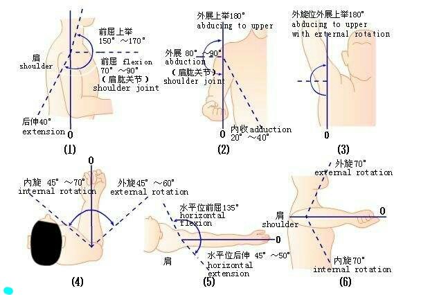 双上肢屈曲图片