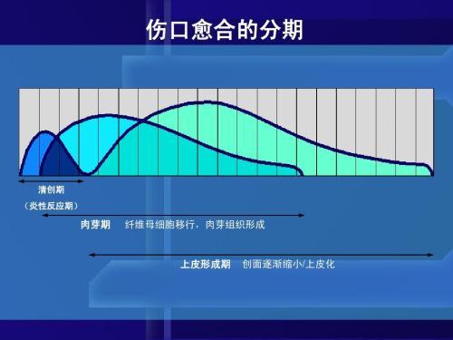 肛肠术后伤口愈合的过程