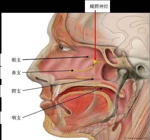 丛集性头痛又叫蝶腭神经痛