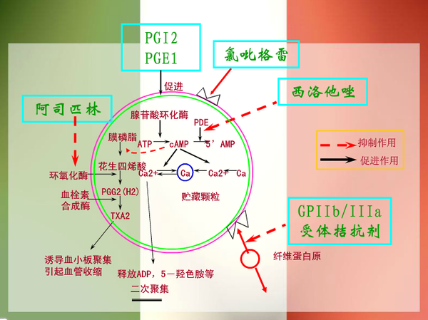 噻吩吡啶类(氯吡格雷,普拉格雷)和非噻吩吡啶类(替格瑞洛,3