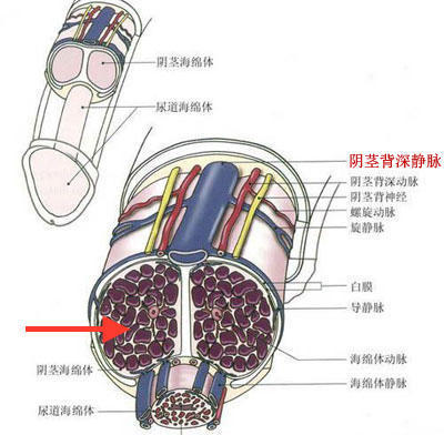 冠状沟是什么地方图片