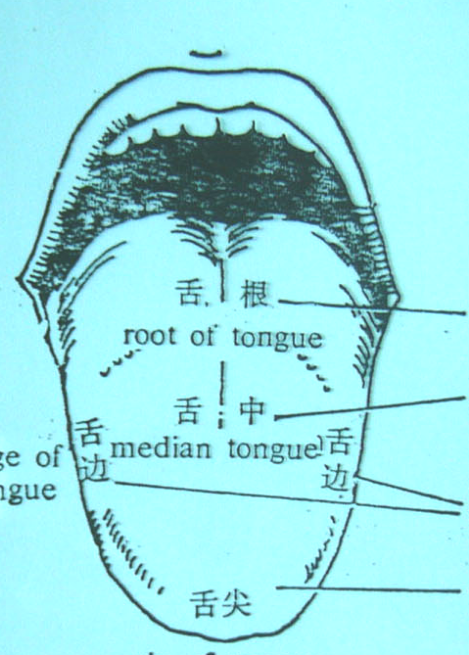 好大夫在线 周大伟 > 教您如何看舌识病舌诊原理:舌与脏腑经络气血