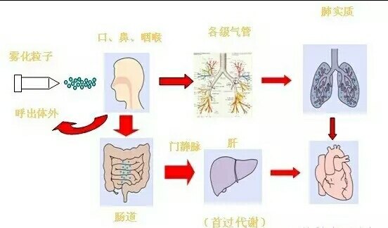 雾化吸入天天做用鼻吸还是用嘴吸