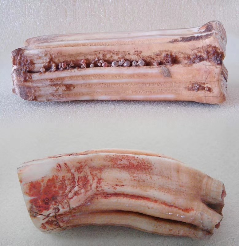 【佛牙舍利】 - 好大夫在线