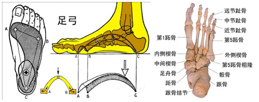 如何判断|容易被家长忽略的扁平足