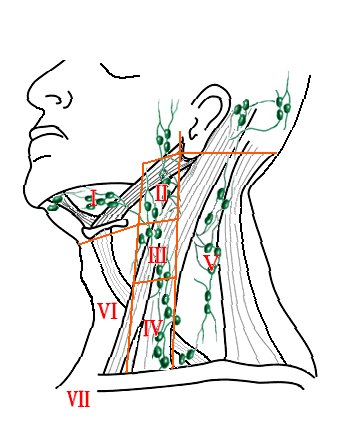 脖子左侧淋巴结图图片