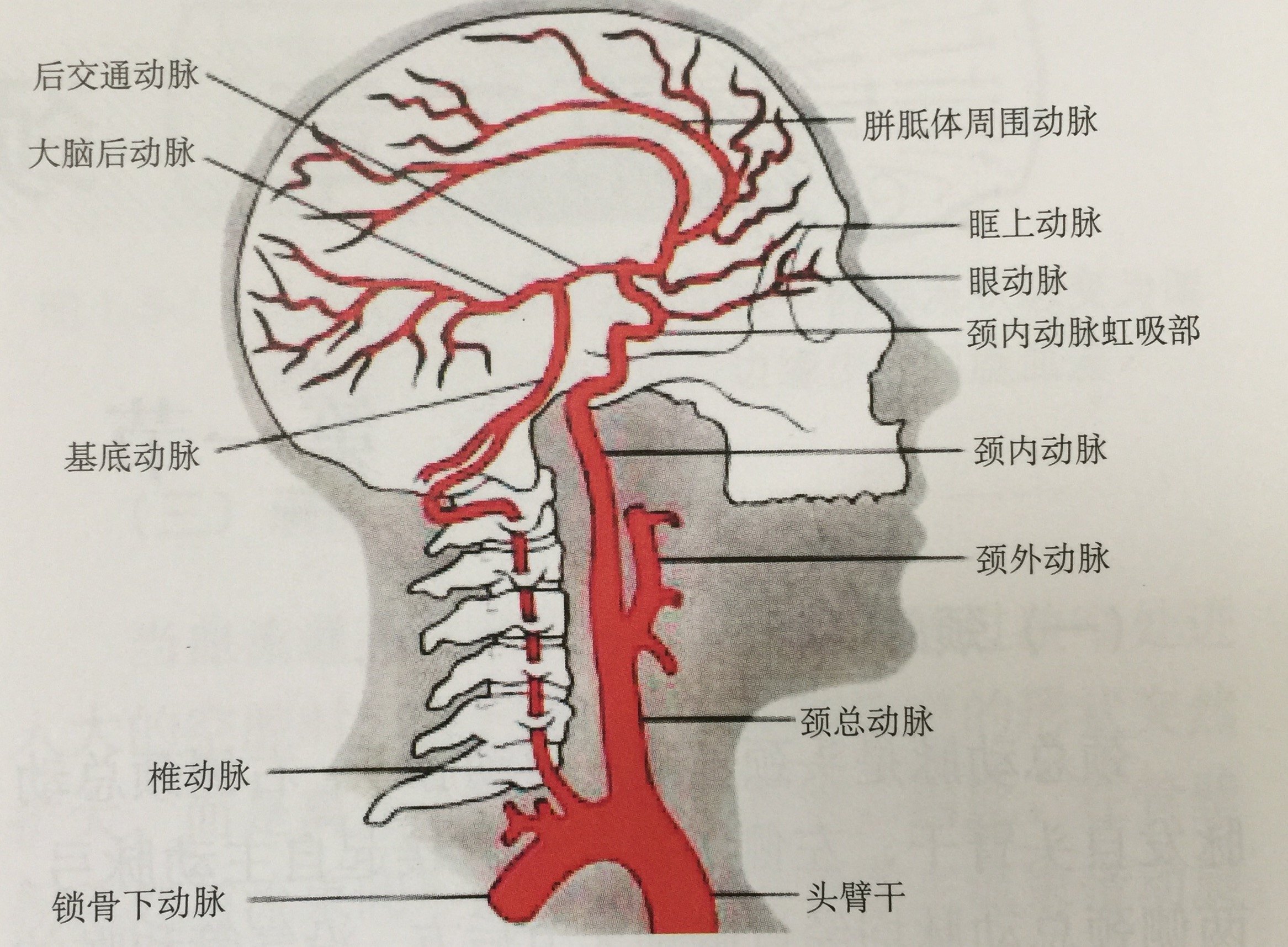 头颈部血管分段图片