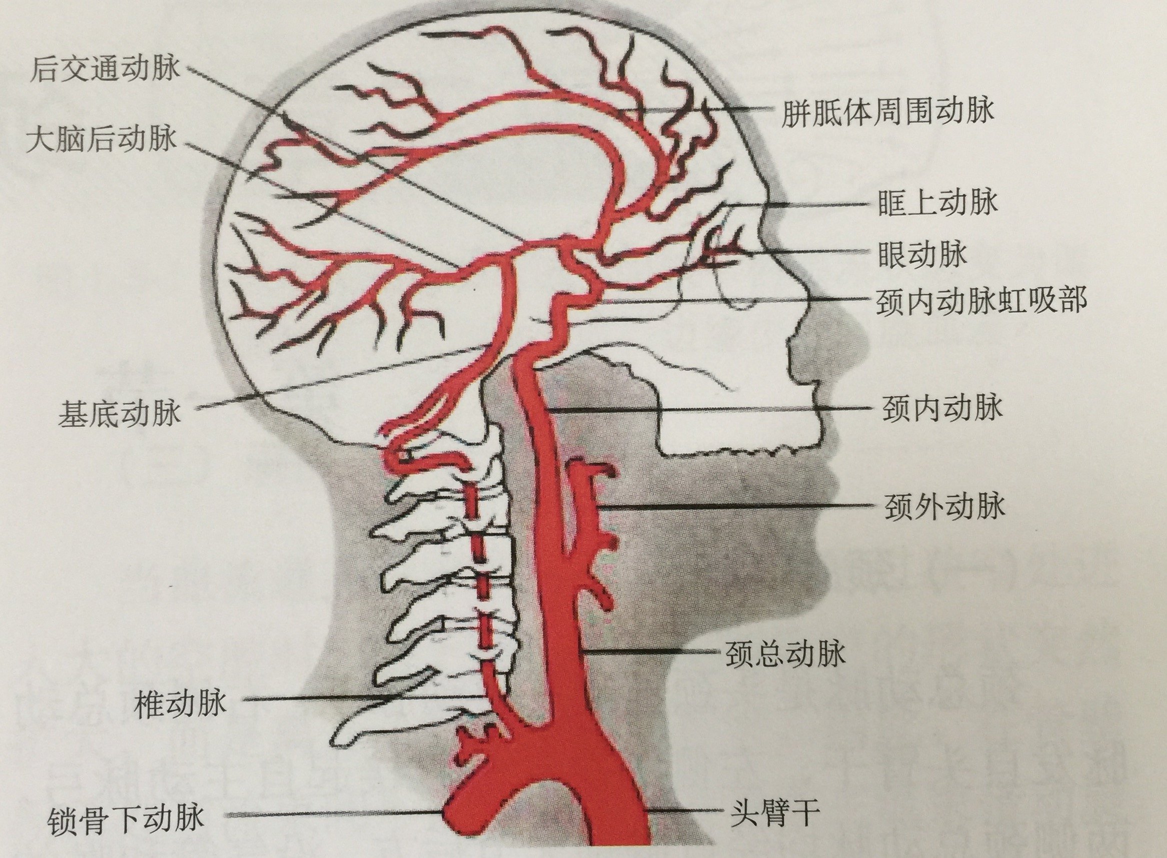 颈部按摩需谨慎 小心血管损伤引起脑梗死