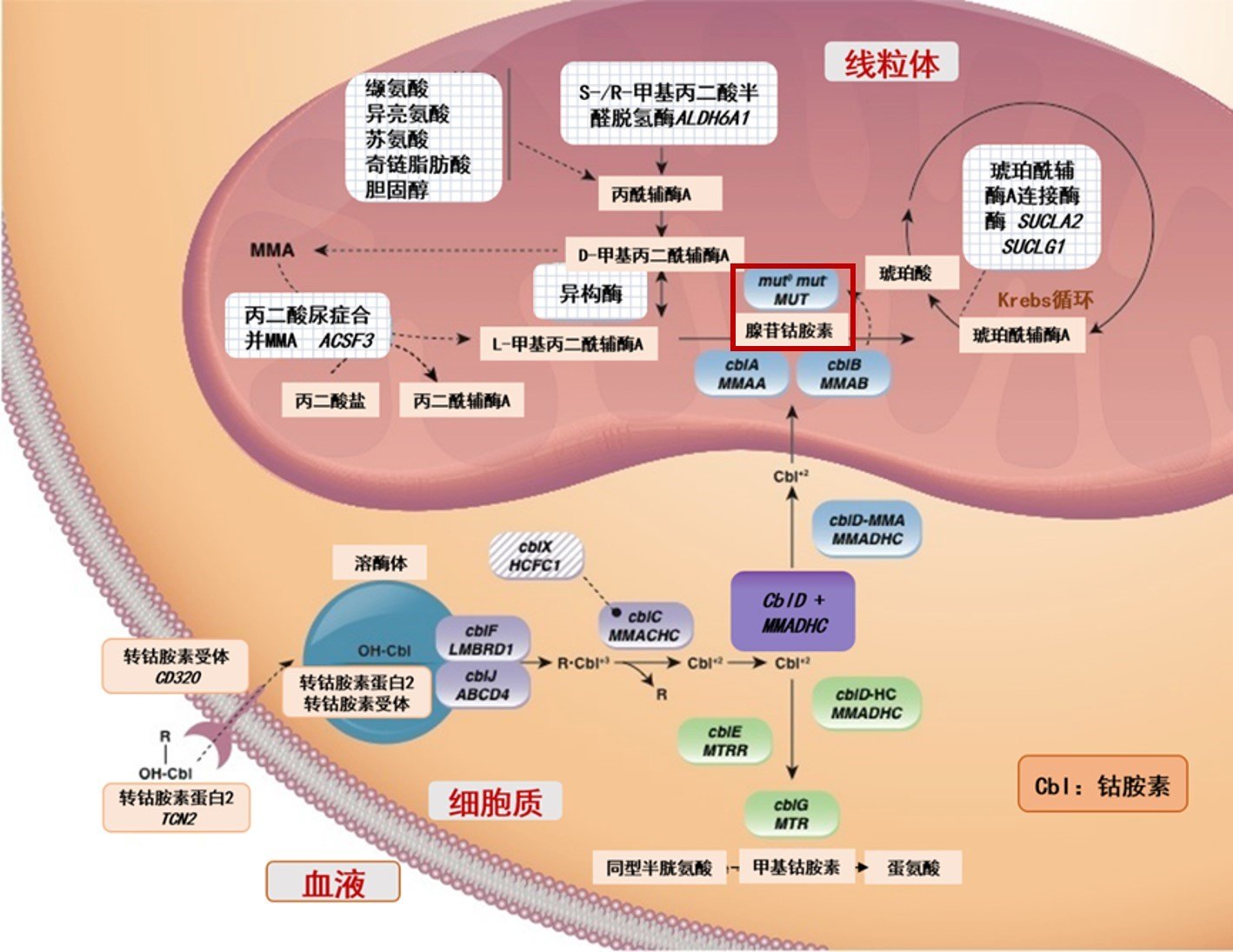 血尿代谢报告一点通【二】——甲基丙二酸尿症的那些事儿 