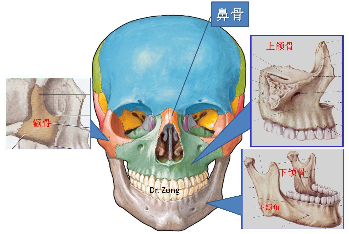上颌六的解剖形态图片