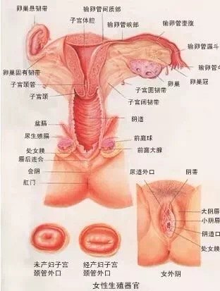 女性生殖器 二 你看不到的内生殖器到底是怎样的呢 不孕症 疾病介绍