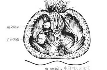 称尿生殖三角,为尿生殖膈所封闭,男性有尿道,女性有尿道和阴道通过