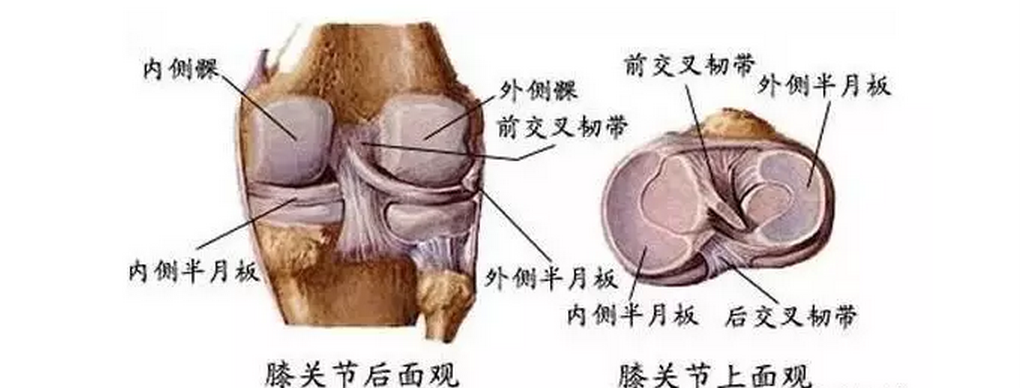 半月板 详解半月板损伤的机制 诊断及治疗