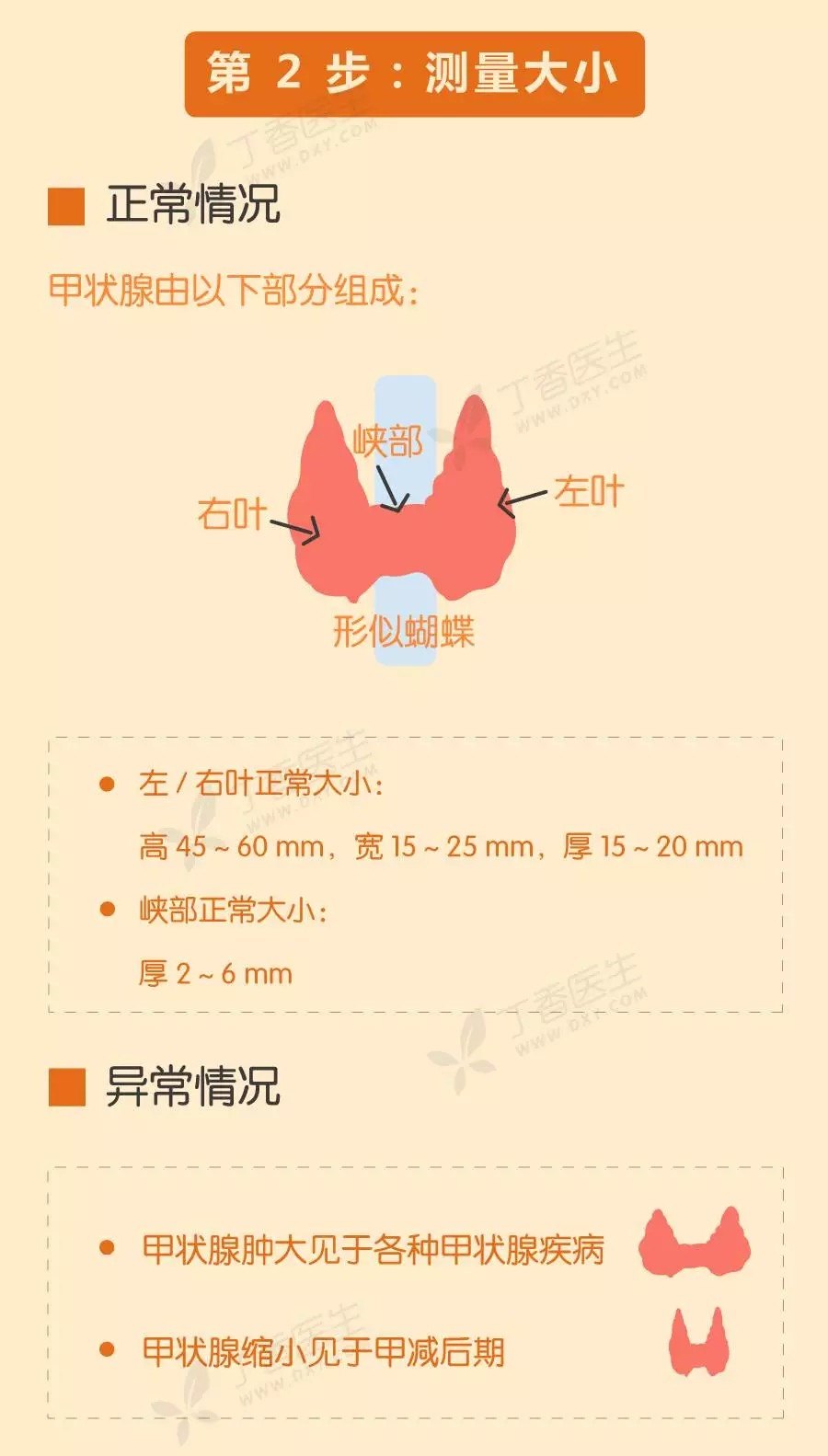 甲状腺测量示意图图片
