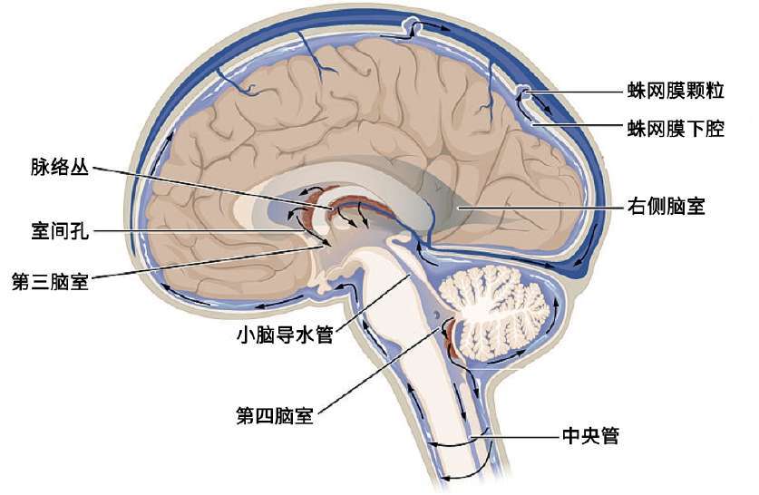 大脑纵裂池解剖图片图片