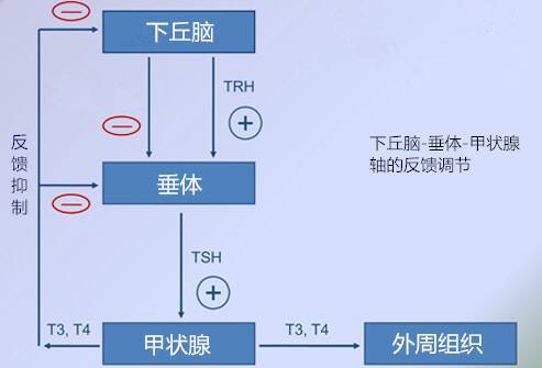 图片中看到甲状腺激素对tsh是负反馈