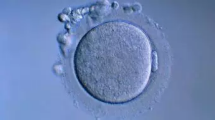 怎样知道卵泡长得好不好?