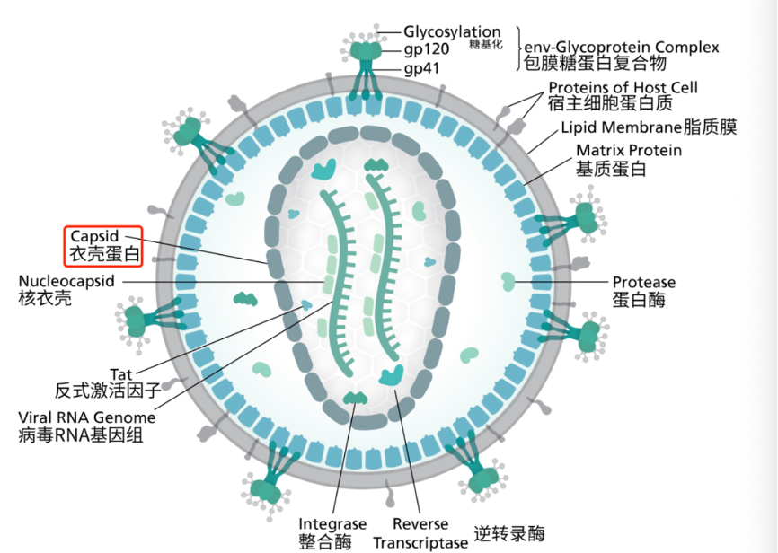 感染后大约1-2周血里可查到hiv病毒载量,大约在第16天可查到第一个