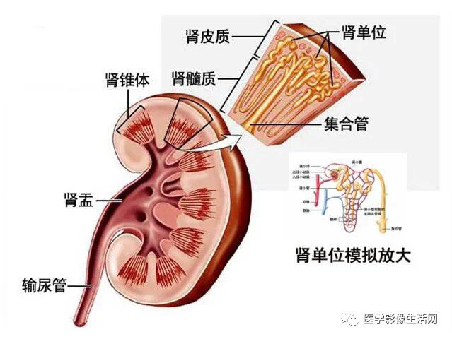 腎臟解剖