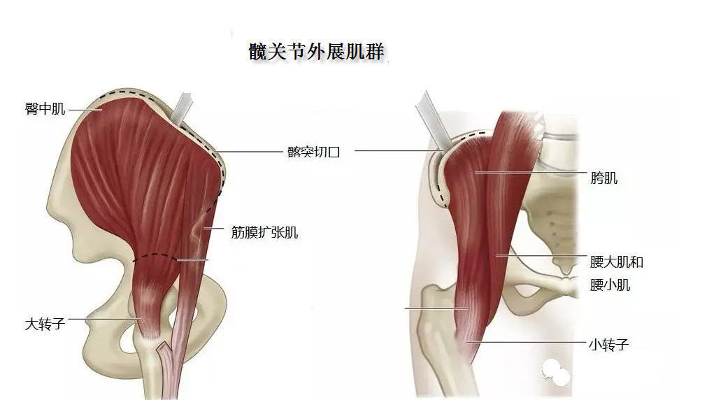 人體行走時哪些肌肉保持人體平衡