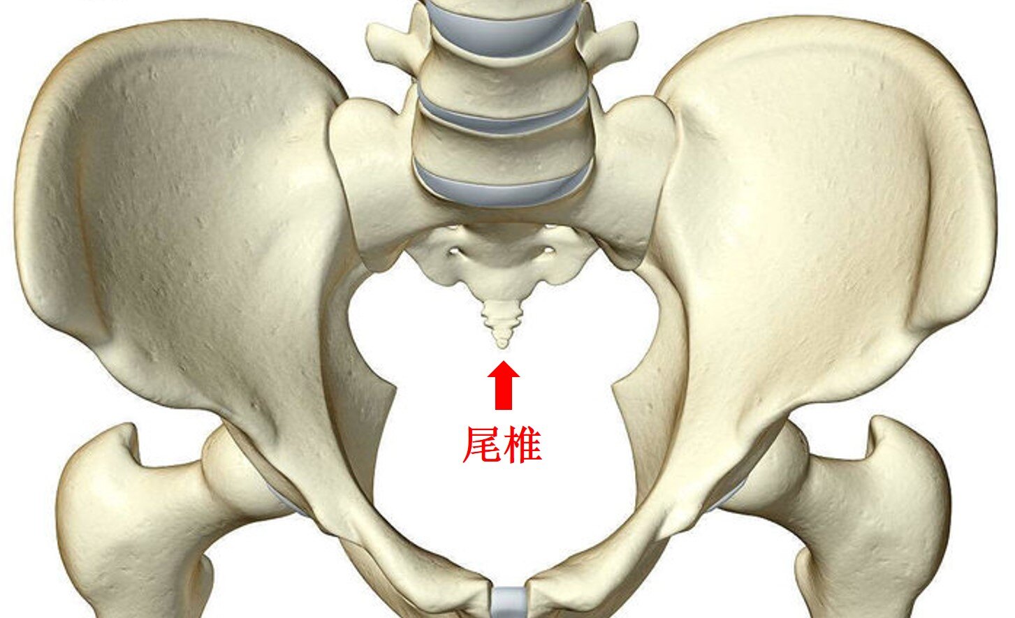 尾椎解剖图及结构图片