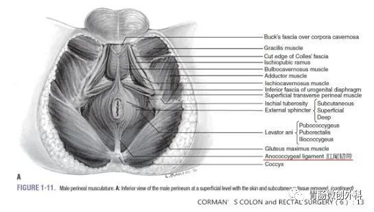 裂孔韧带,肛尾缝和肛尾韧带 - 好大夫在线